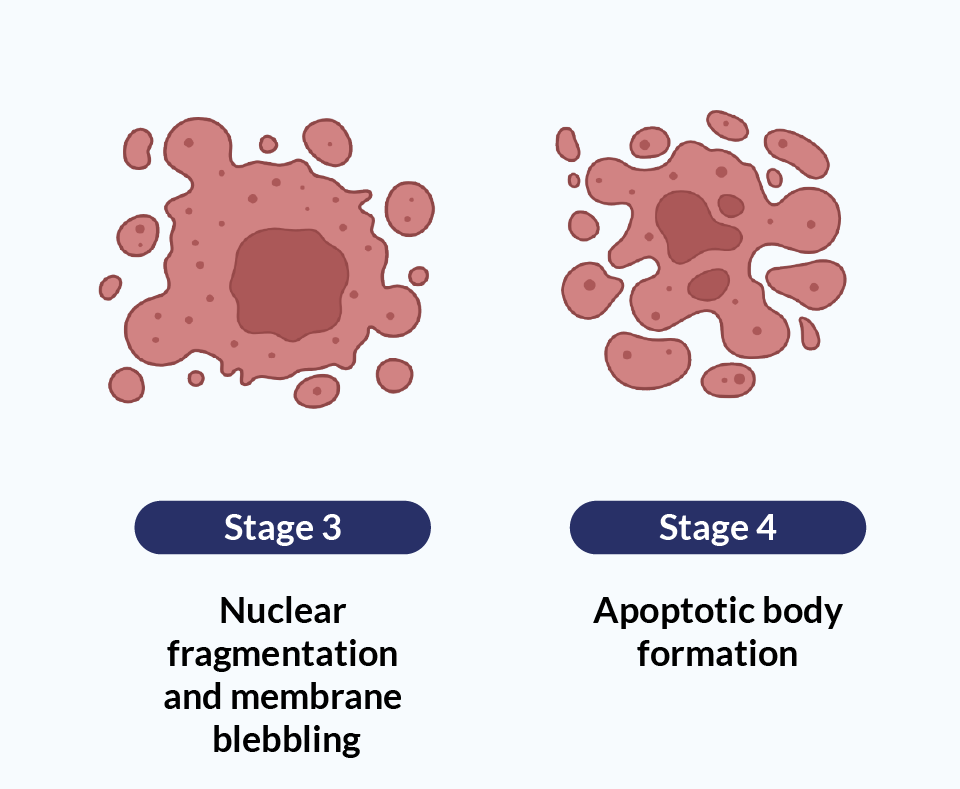 Stage three of ADC-induced cell death